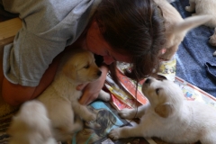 1_puppies21708playtime