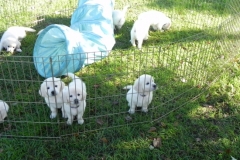 1_puppies7wksfaithfall4
