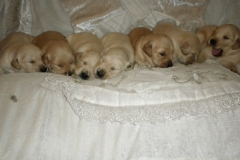 1_puppiesab3wks4