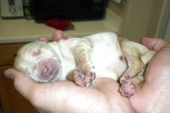 1_puppiesabwk2b