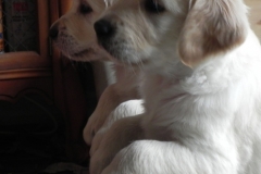 1_puppiesbella5wks2