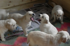 1_puppiesbella5wks3