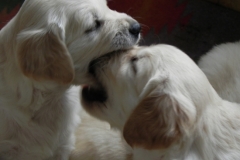 1_puppiesbella5wks4