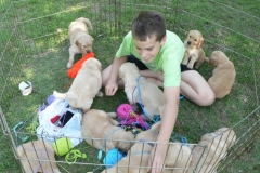 1_puppiesbg11wk5d