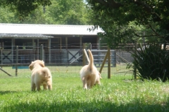 1_puppiesbg7wks4