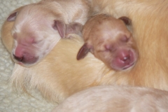 1_puppiesbiggirlnewborn3
