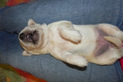 1_puppiescalle2wks2