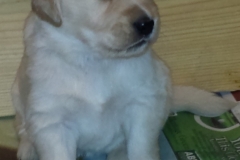 1_puppiescalle4wks4