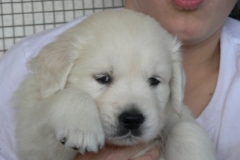 1_puppiescc5wksblueboy