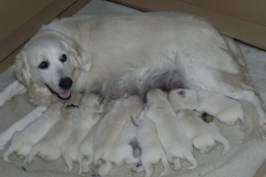 1_puppiesfaith2wks4