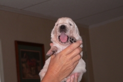 puppies113-7