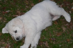 puppies12-08e