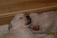 puppies2-09e