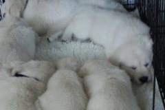 puppies7wkscrate3
