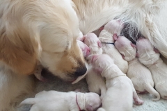 puppiesResized_20170226_084646