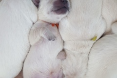 puppiesResized_20170304_083138