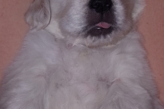 puppiesResized_20170329_222012