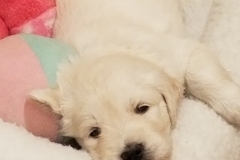 puppiesResized_20181202_174127