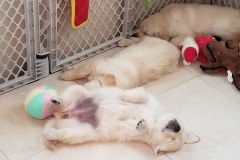 puppiesResized_20181214_081018