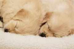 puppiesResized_20181214_224347
