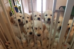 puppiesResized_20181226_140619