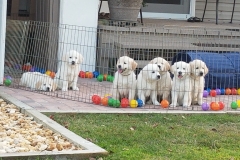puppiesResized_20181228_171012