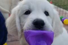 puppiesResized_20190126_083943