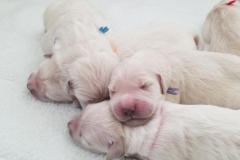 puppiesResized_20190330_120519