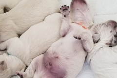 puppiesResized_20190401_125930