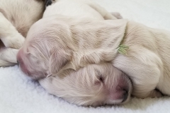 puppiesResized_20190401_130027