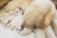 puppiesResized_20190403_090720