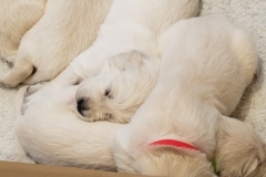 puppiesResized_20190416_074452