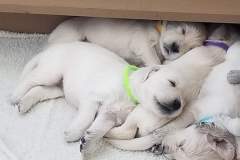 puppiesResized_20190416_161104