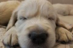 puppiesResized_20190430_143939