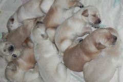 puppiesab2wks11b-1