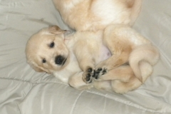 puppiesab5wks2