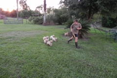 puppiesab7wks6