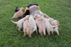 puppiesab7wls8