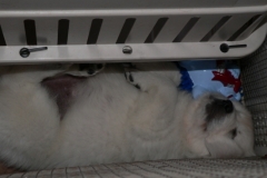 puppiesbella8wks