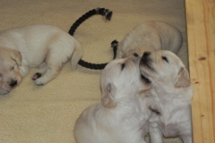 puppiescalle3wks5