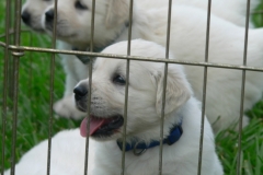 puppiescc5wks2