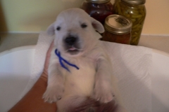 puppiesccwk2e