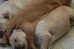 puppiescotton2wks3