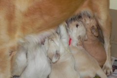 puppiescotton4wks3