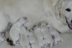 puppiesfaith10-11a