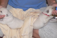 puppiesfaith11wk2a