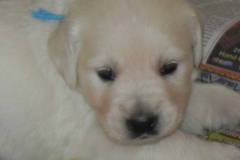 puppiesfaith4wks5
