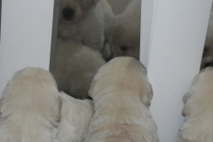 puppiesfaith4wks8