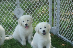 puppiesfaith7wks2