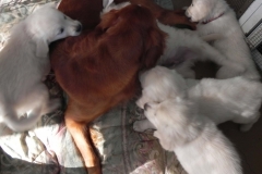 puppiesfaith8wks1